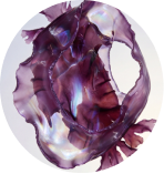Purple laver