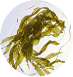 Sea fern