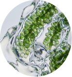 Sea grapes