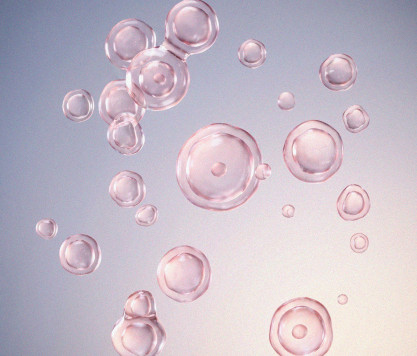 Fresh Rose Stem Cells